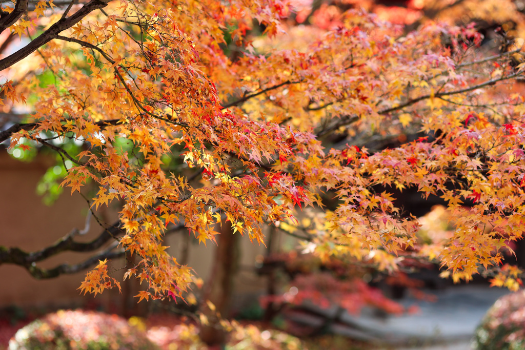 京都紅葉の訪問　妙顕寺の庭の一角