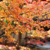 京都紅葉の訪問　妙顕寺の庭の一角