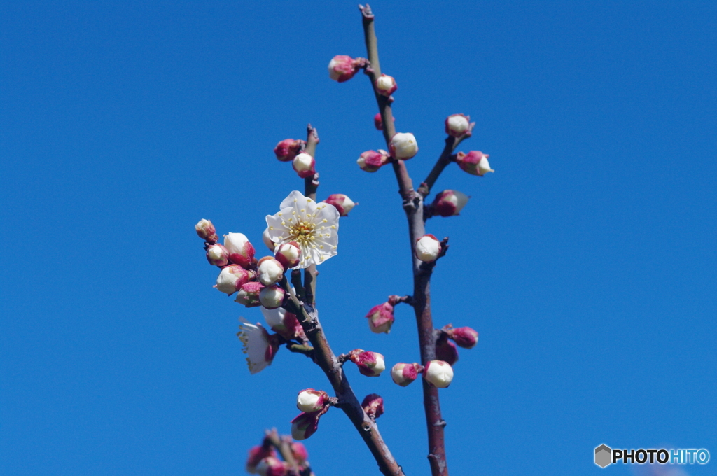 白梅はこれから、青空と白い花