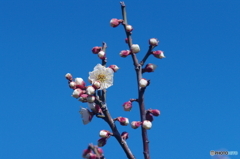白梅はこれから、青空と白い花