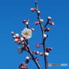 白梅はこれから、青空と白い花