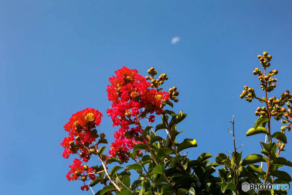 サルスベリが咲く空と遠くの月
