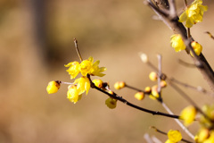 黄色鮮やかな蝋梅咲きました