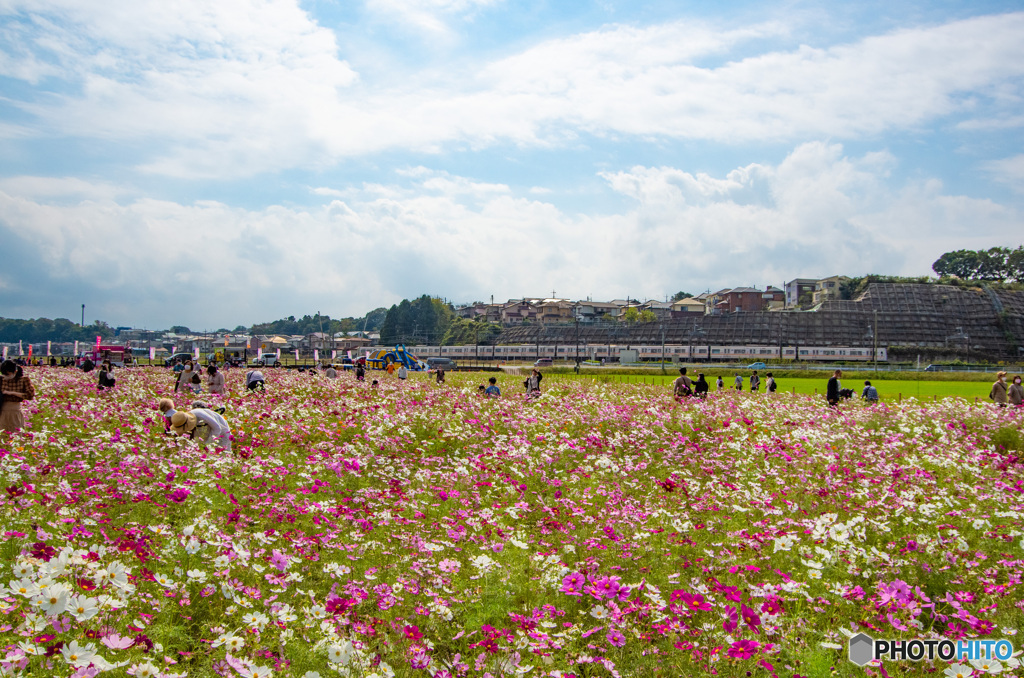 佐倉のコスモス風景　長男撮影