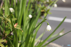 路傍の花　スノーフレーク