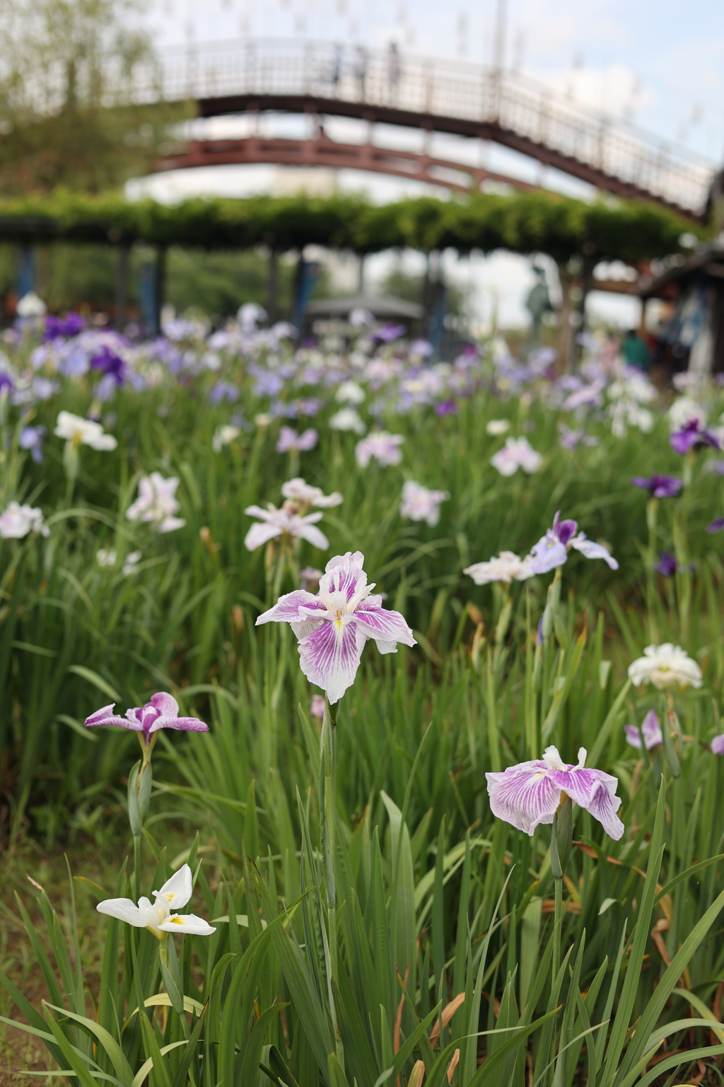 どこまでも咲く　花菖蒲　潮来あやめ園　3