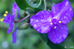 雨に濡れるが似合う花