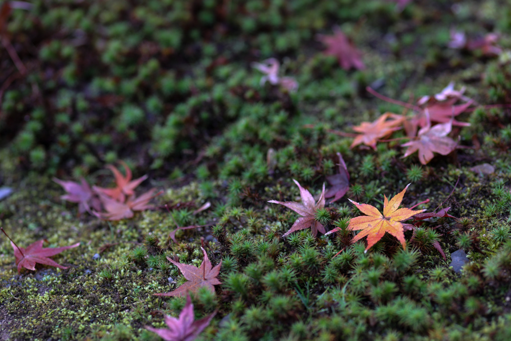 妙覺寺　苔と紅葉たち