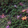妙覺寺　苔と紅葉たち