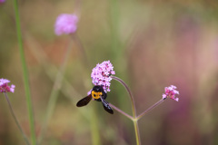 クマ蜂は重くて花が傾く　ヤナギハナガサ