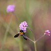 クマ蜂は重くて花が傾く　ヤナギハナガサ