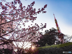 桜と東京タワー　再現像版
