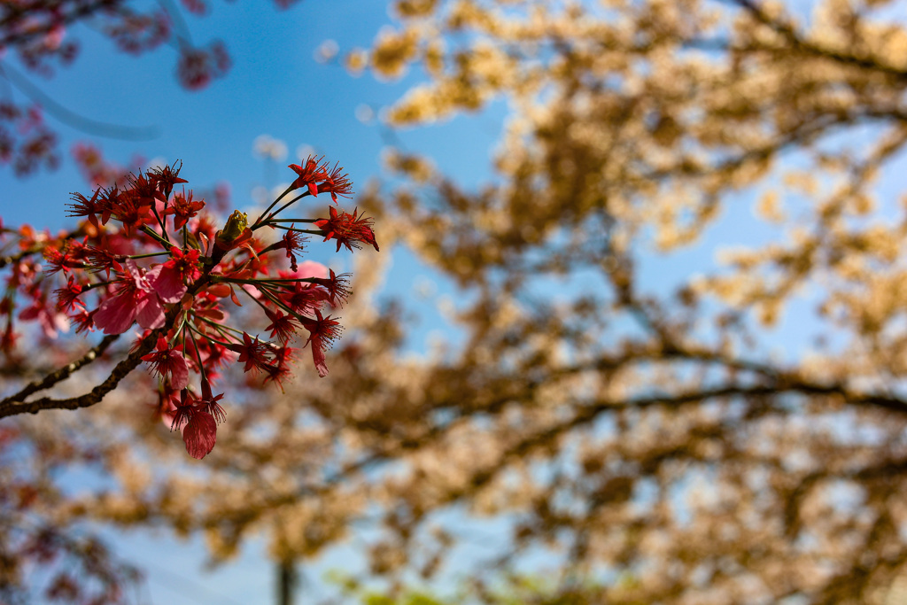 桜シーズン振り返り　ソメイヨシノにたすきをつなぐ2