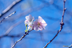 十月桜咲きました　その2