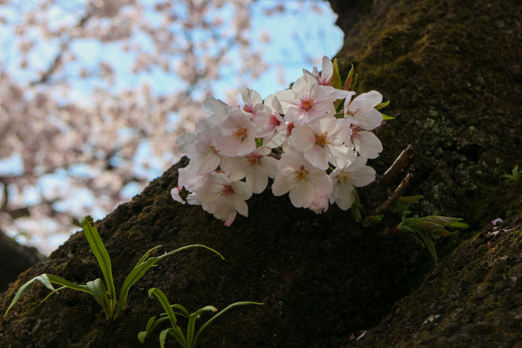 桜　胴吹きの生命力