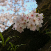 桜　胴吹きの生命力