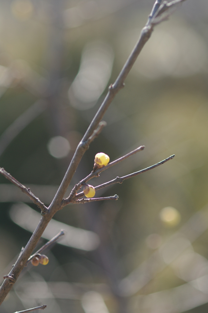 春の訪れを感じる　つぼみと花