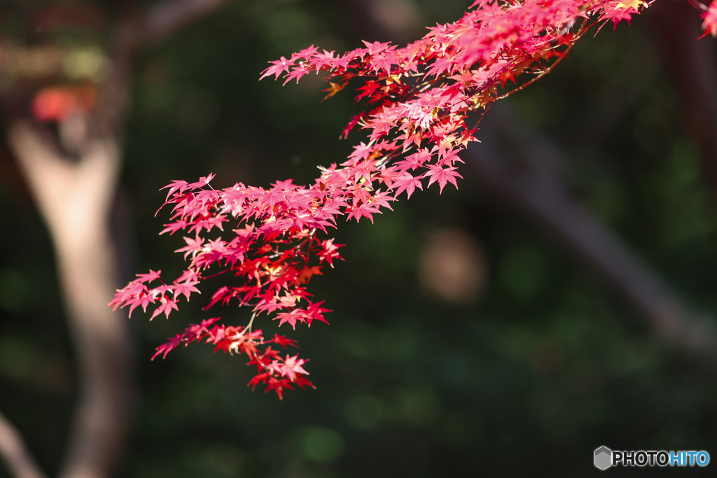 東京の紅葉　旧古河庭園　鮮やかなモミジも