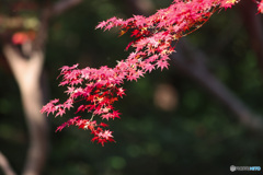 東京の紅葉　旧古河庭園　鮮やかなモミジも