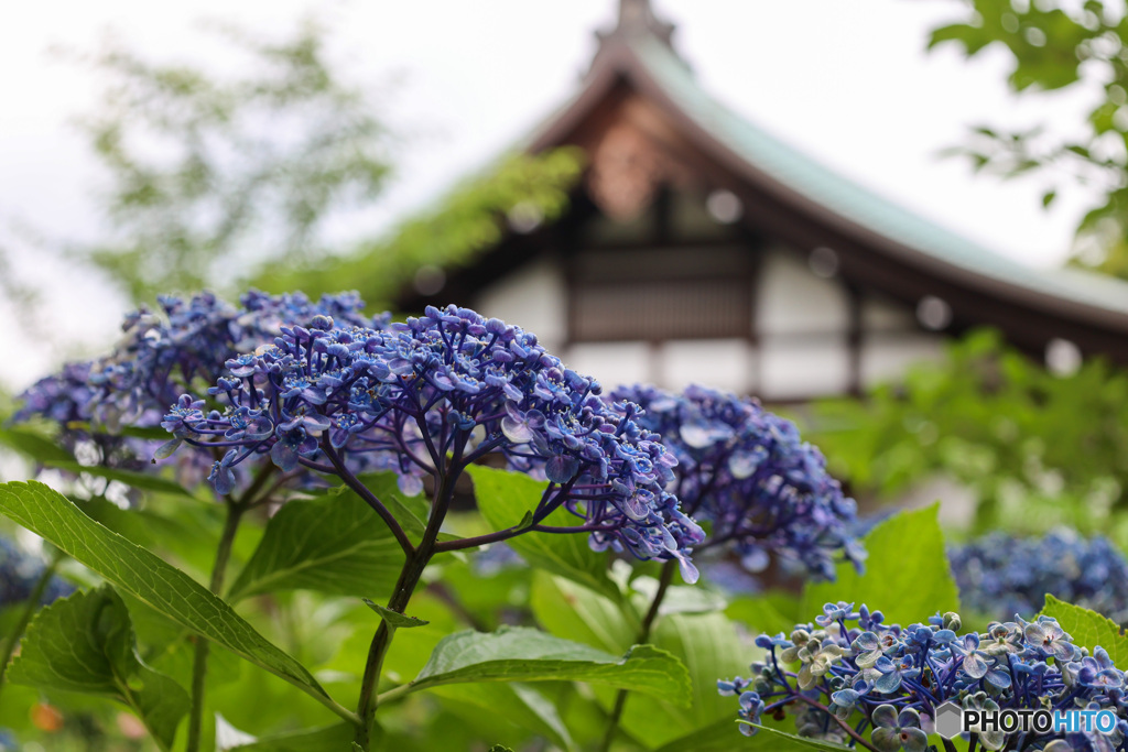 千葉県のあじさい寺　本土寺2