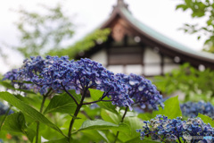 千葉県のあじさい寺　本土寺2