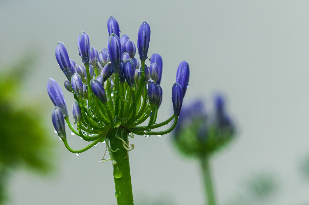 雨に濡れる蕾たち