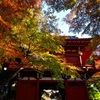 本土寺　仁王門の紅葉