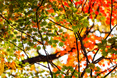 Changing leaf colors 紅葉@日光霧降の滝