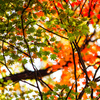 Changing leaf colors 紅葉@日光霧降の滝