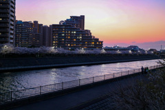 浦安境川夕景　対岸の桜並木はソメイヨシノ