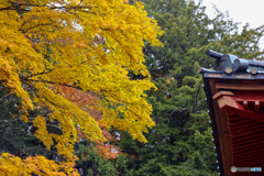 日光の紅葉　二荒山神社にて　1