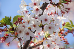 浦安の桜　最終章　その１