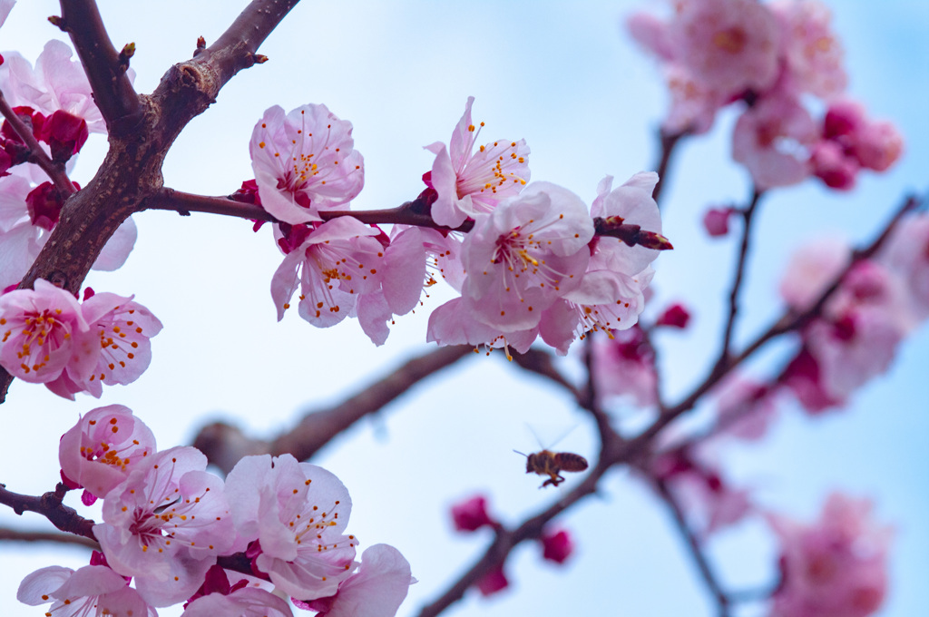 蜂も喜ぶ杏の開花