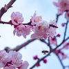 蜂も喜ぶ杏の開花