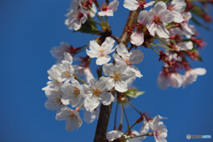 浦安の桜　最終章　その２