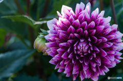 西日に映える大輪のダリアの花