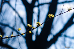 黄金に輝く山茱萸の花　その2 再現像版