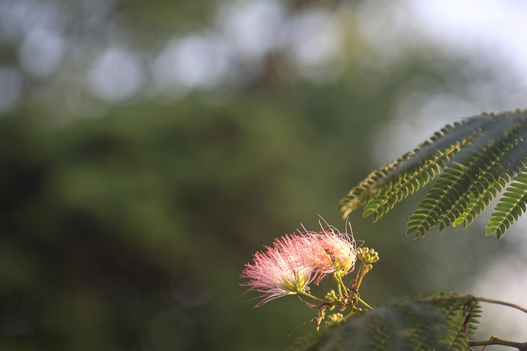 ネムノキの花