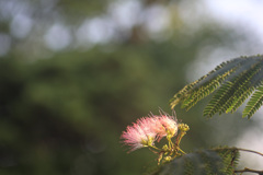 ネムノキの花