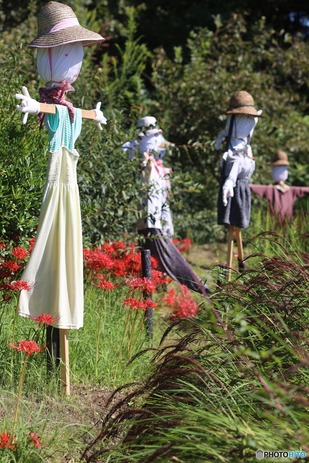 ビオトープ水田の秋　案山子と彼岸花