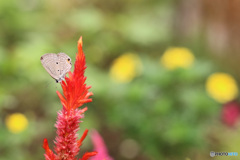 シジミ蝶のいる柔らかな花空間