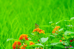 緑の芝を背景に！　今年のシジミ蝶