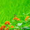 緑の芝を背景に！　今年のシジミ蝶