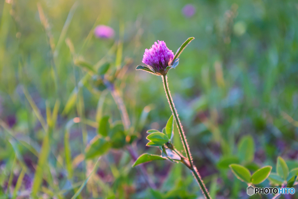 夕暮れ前のムラサキ詰草