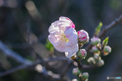 初物　花桃源平　2色咲