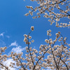 ソメイヨシノと春の空