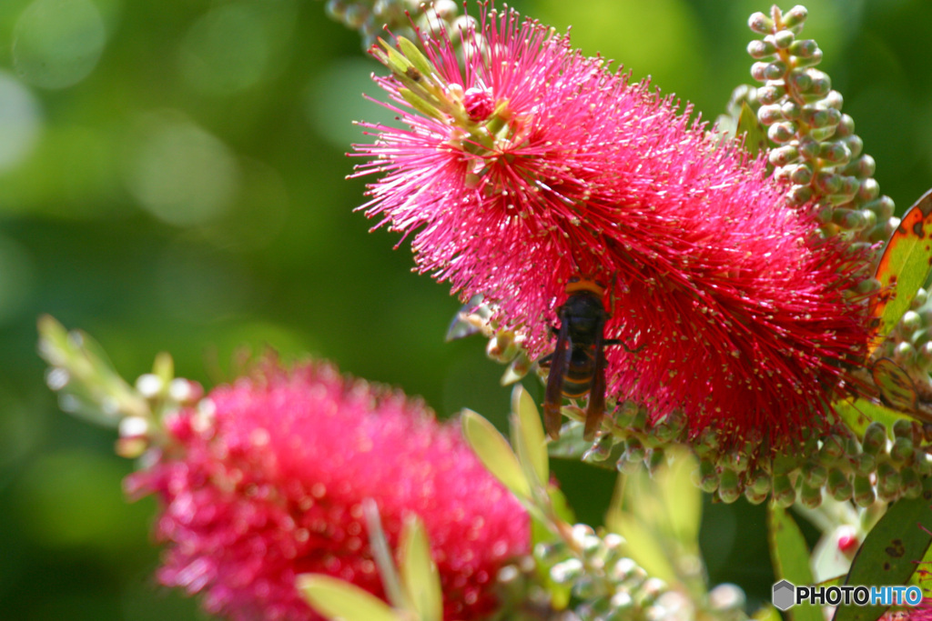 ブラシの木の花に巨大な蜂が！