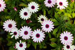 花壇の花たち