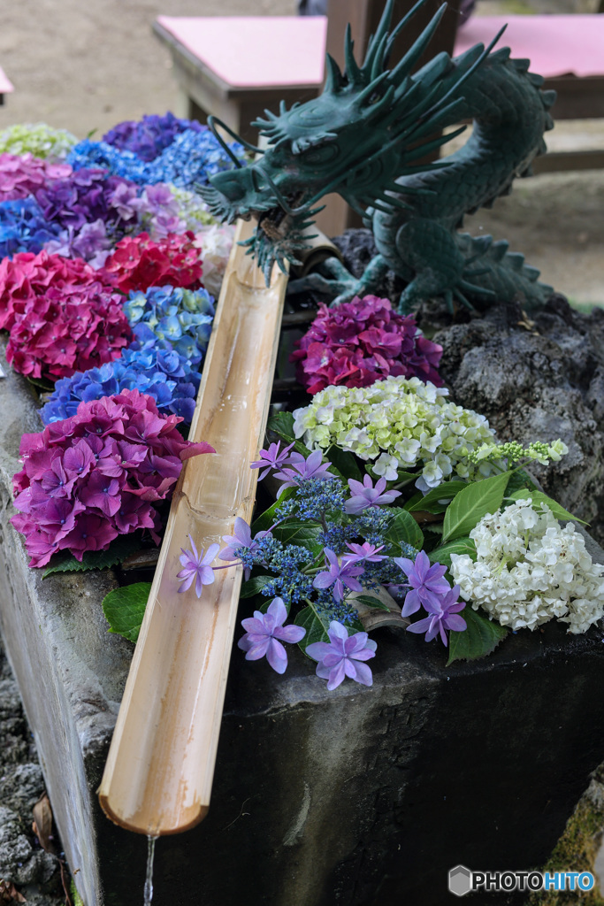あじさいの花手水　潮来　二本松寺