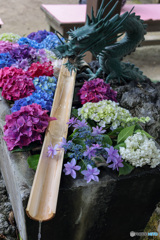 あじさいの花手水　潮来　二本松寺